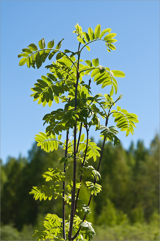 Image of Sorbus aucuparia specimen.