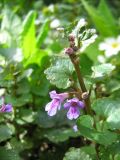 Glechoma hederacea