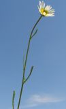 Leucanthemum vulgare