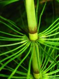 Equisetum telmateia