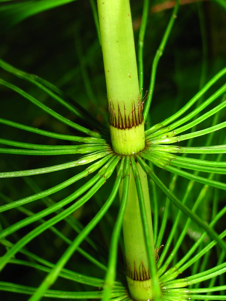 Изображение особи Equisetum telmateia.