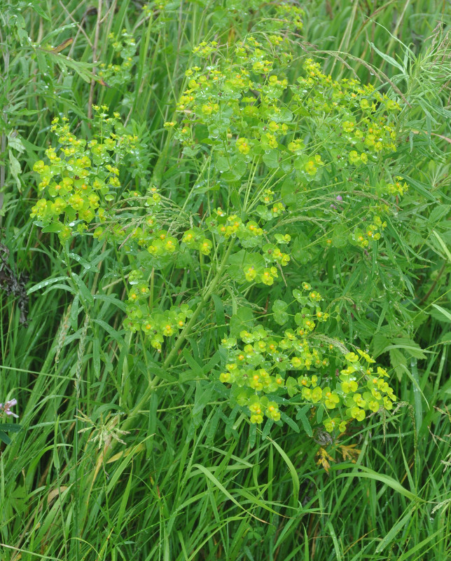 Изображение особи Euphorbia virgata.