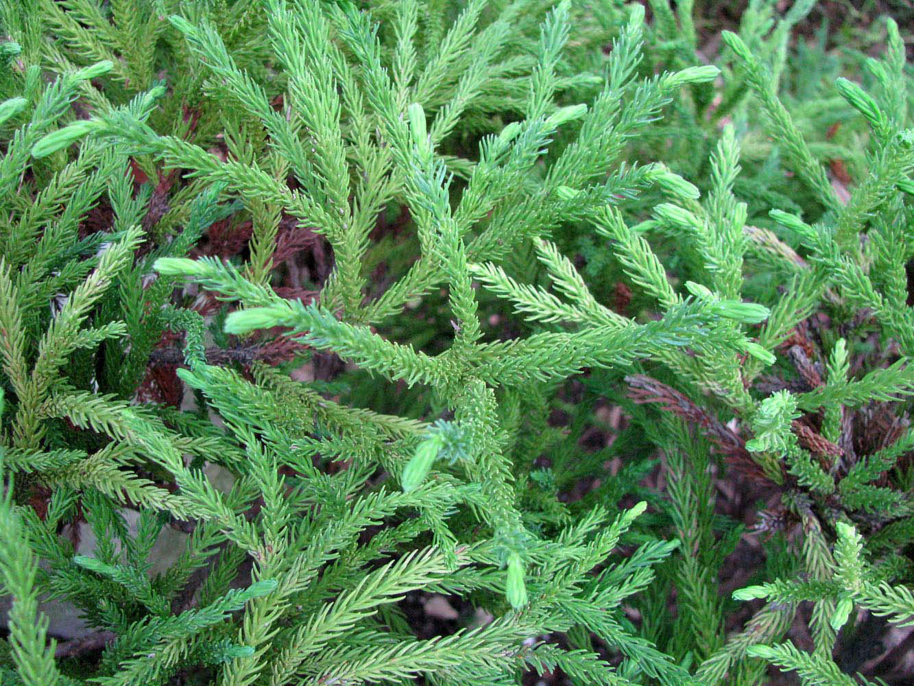 Image of Cryptomeria japonica specimen.