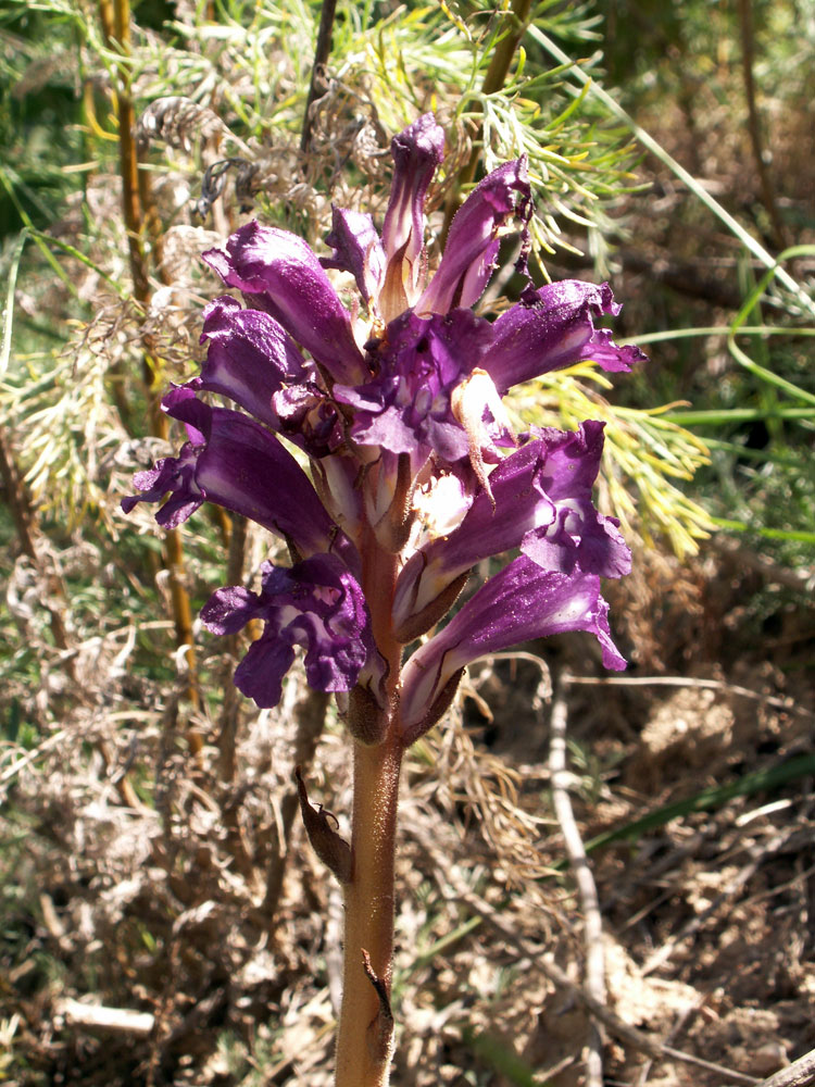 Image of Orobanche amoena specimen.