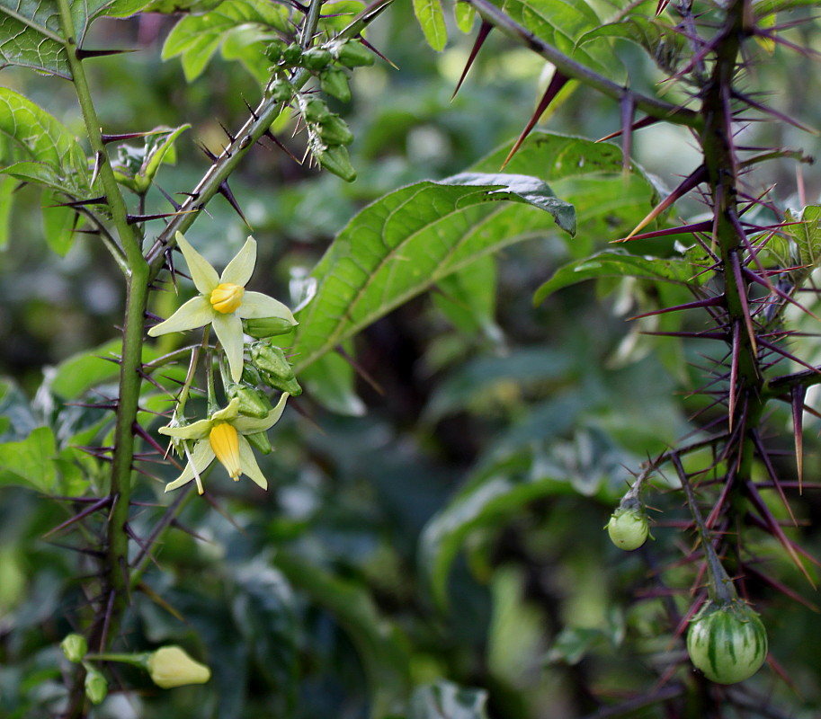Изображение особи Solanum atropurpureum.