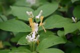 Lonicera chrysantha