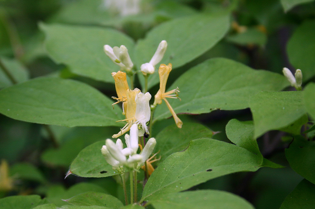 Изображение особи Lonicera chrysantha.