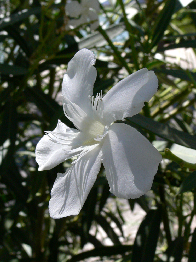 Изображение особи Nerium oleander.