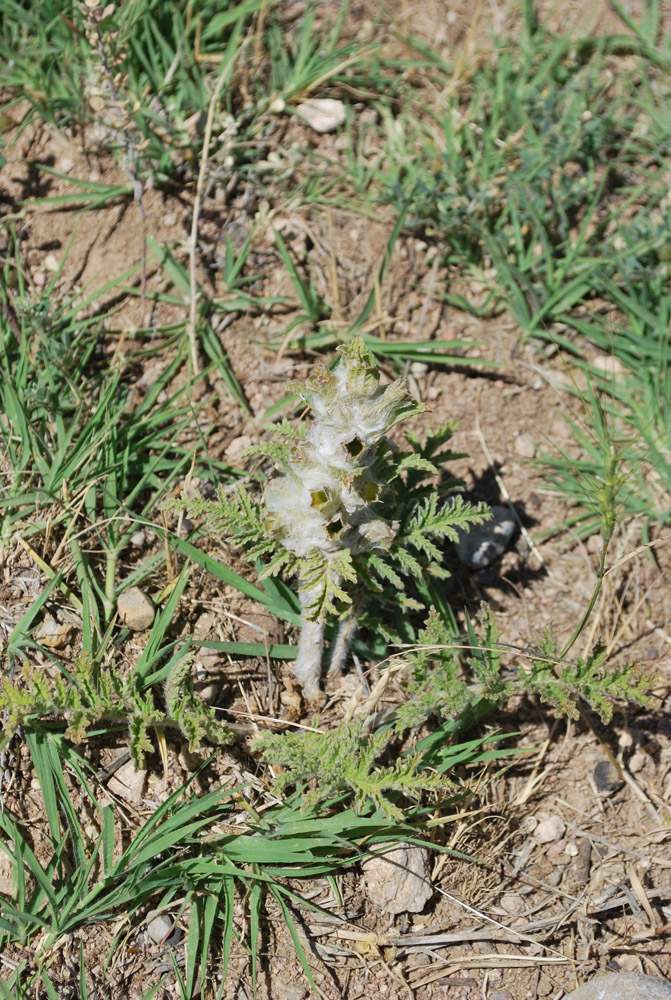 Image of Phlomoides speciosa specimen.