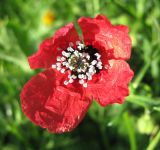 Papaver hybridum