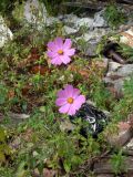 Cosmos bipinnatus. Цветущие растения на свалке. Свердловская обл., окр. г. Североуральск, сосново-еловый лес, обочина дороги. 02.08.2012.