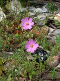 Cosmos bipinnatus