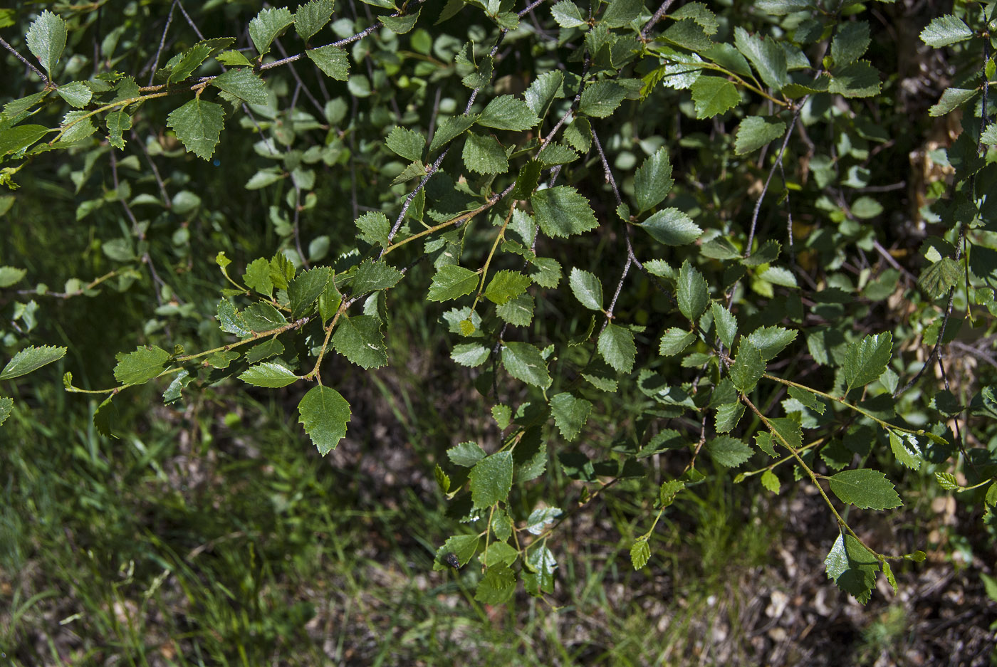 Изображение особи Betula microphylla.