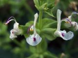 Salvia macrosiphon