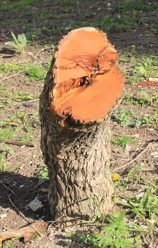 Image of Maclura pomifera specimen.