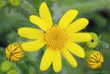 Senecio vernalis