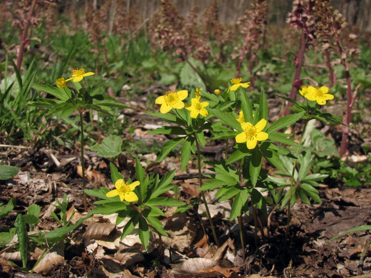 Изображение особи Anemone ranunculoides.