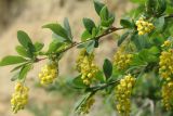 Berberis vulgaris