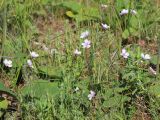 Linum tenuifolium. Цветущие растения. Ростовская обл., Неклиновский р-н, Троицкое с/п, балка. 28.05.2013.