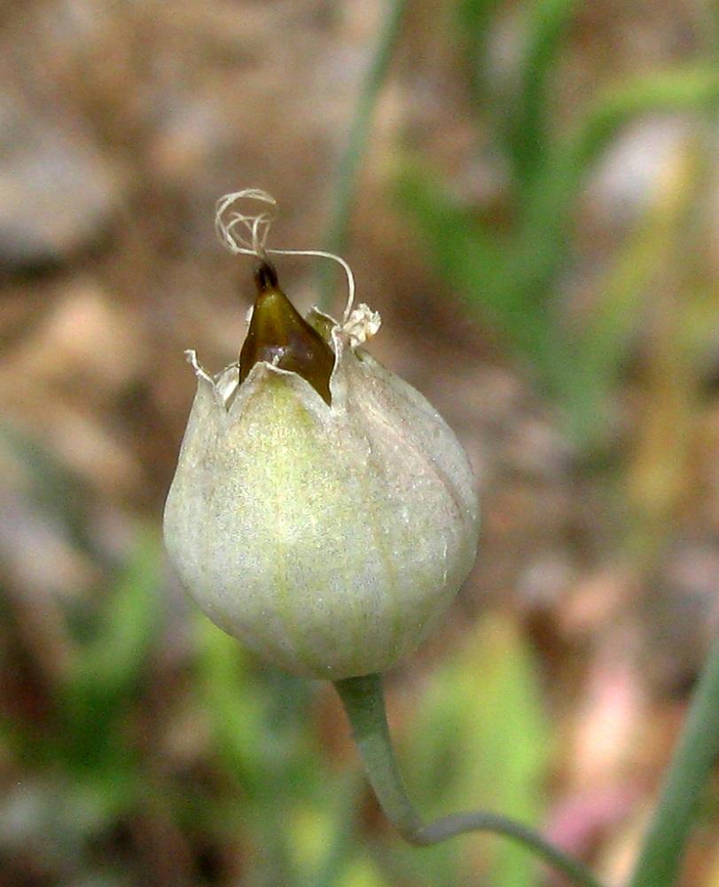 Изображение особи Oberna crispata.