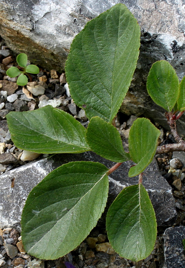 Изображение особи Rhamnus pumila.