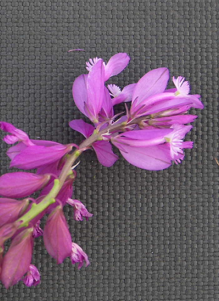 Изображение особи Polygala major.