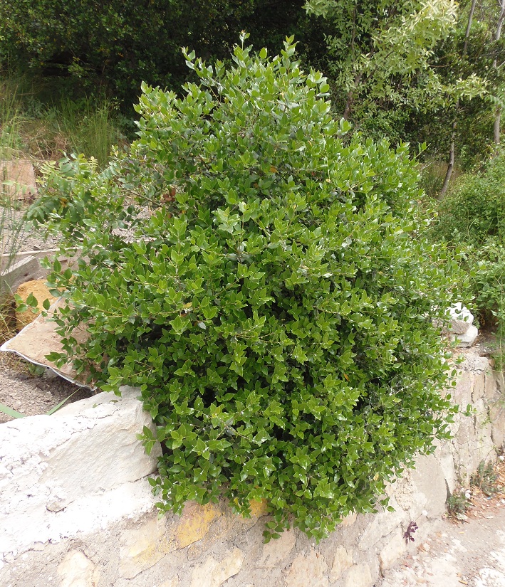 Изображение особи Quercus ilex.