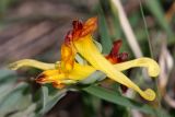 Corydalis sewerzowii