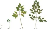 Image of taxon representative. Author is Сергей Наумов