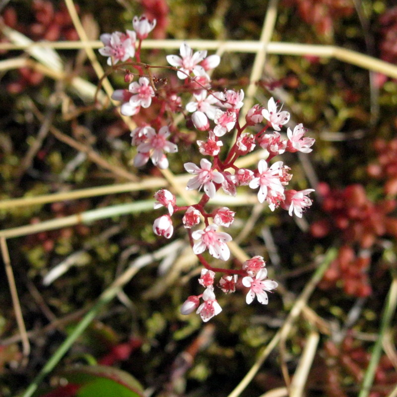 Изображение особи Sedum album.