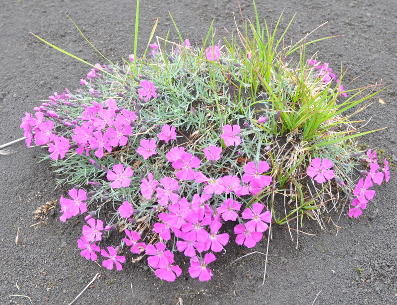 Изображение особи Dianthus repens.