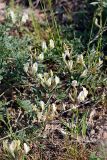 Astragalus macrotropis