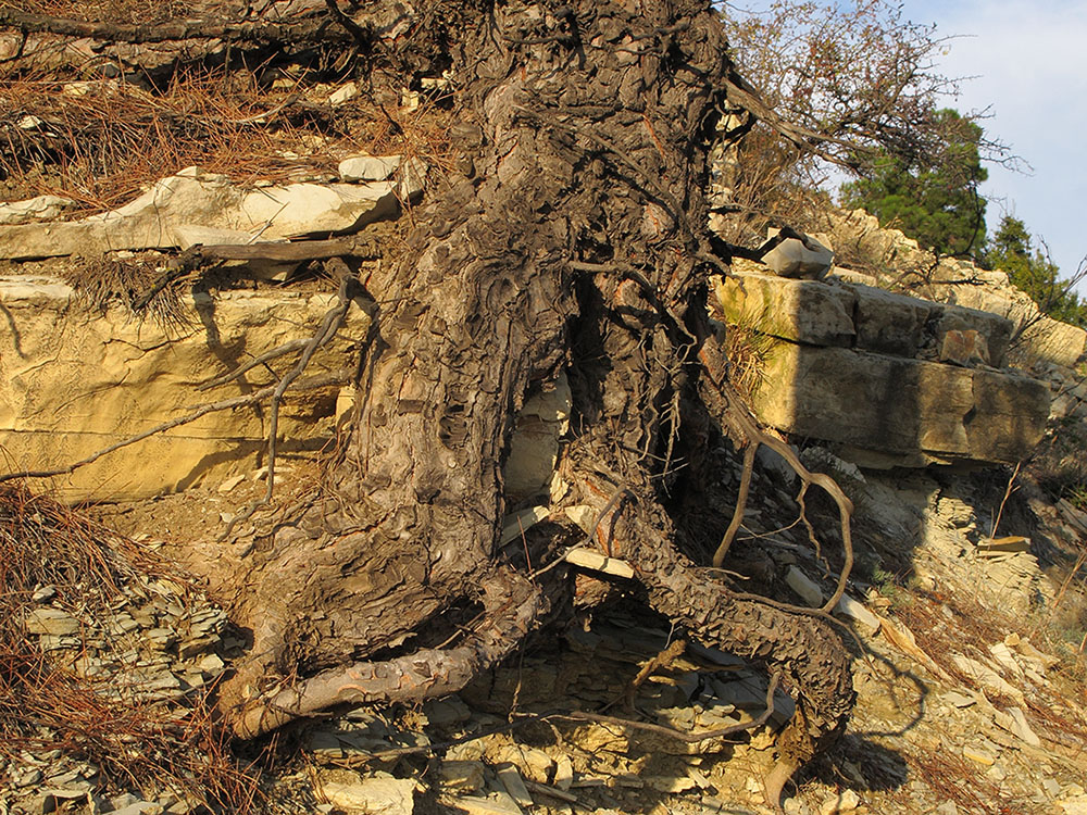 Image of Pinus pityusa specimen.