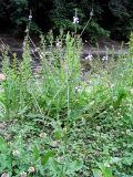 Verbena officinalis