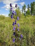 Aconitum turczaninowii. Соцветие. Республика Бурятия, Баунтовский эвенкийский р-н, окр. пос. Северный, долина р. Има, береговая граница разнотравного сырого луга. 04.08.2013.