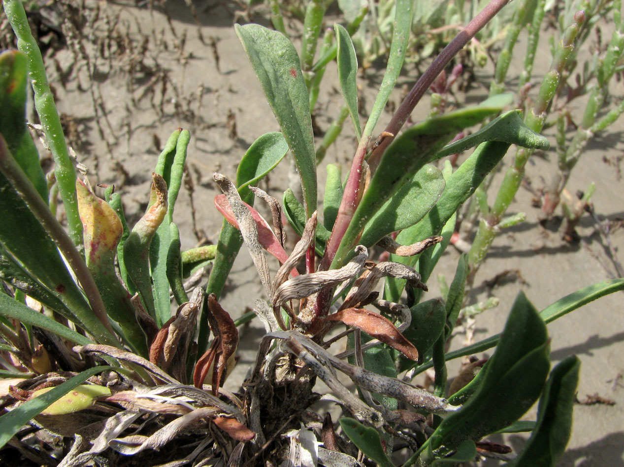 Image of Limonium &times; erectiflorum specimen.