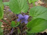 Viola tenuicornis