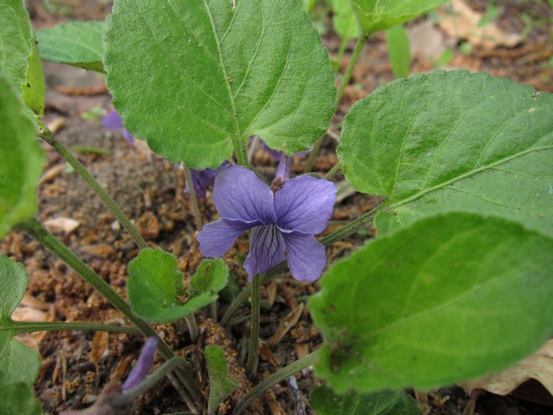 Изображение особи Viola tenuicornis.