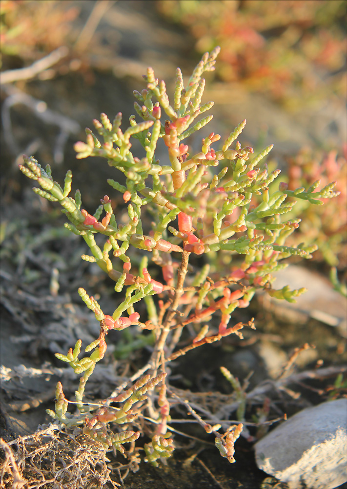 Изображение особи Salicornia perennans.