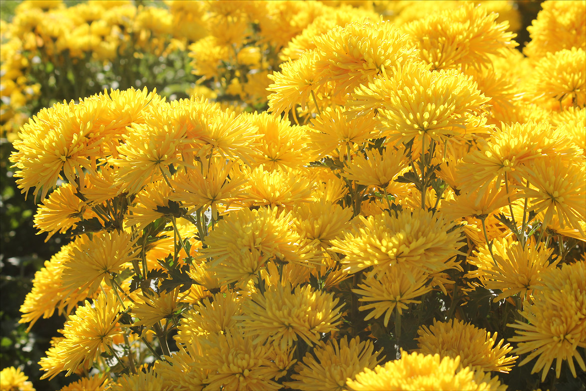 Изображение особи Chrysanthemum morifolium.