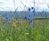 Delphinium grandiflorum