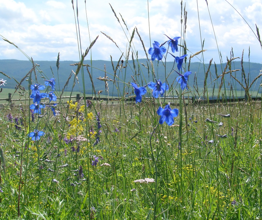 Изображение особи Delphinium grandiflorum.