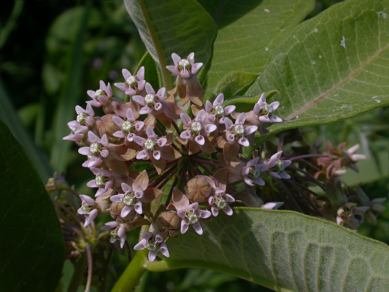 Изображение особи Asclepias syriaca.