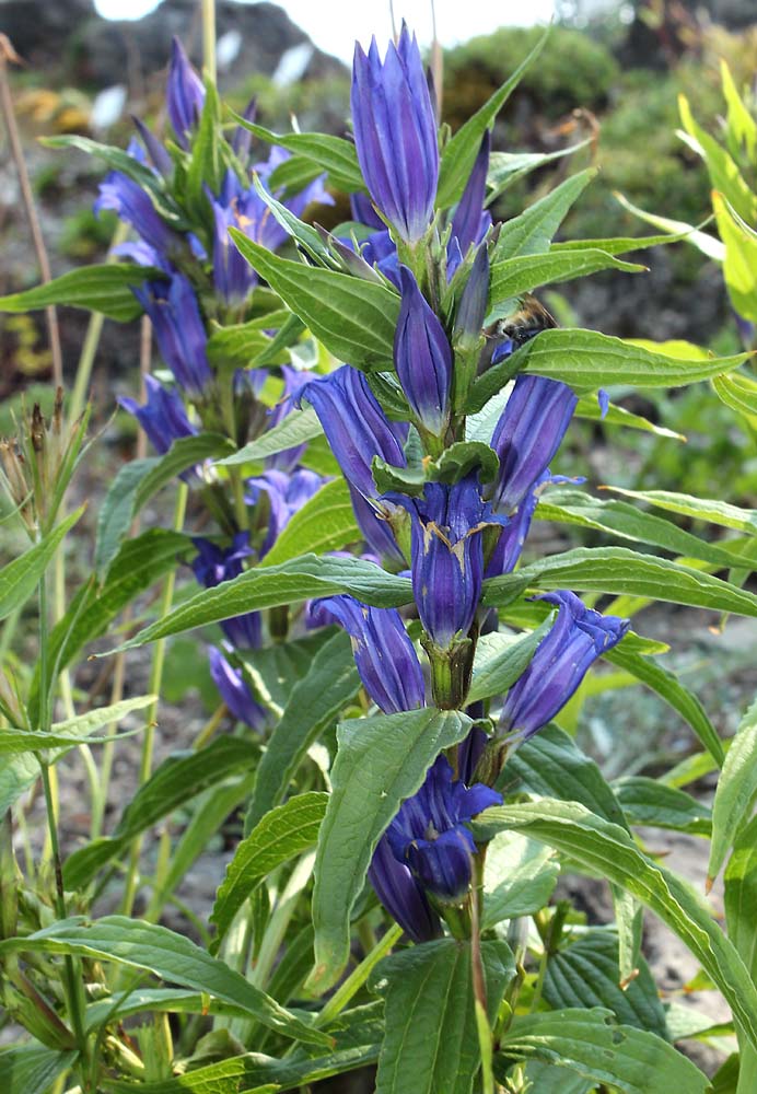 Image of Gentiana asclepiadea specimen.