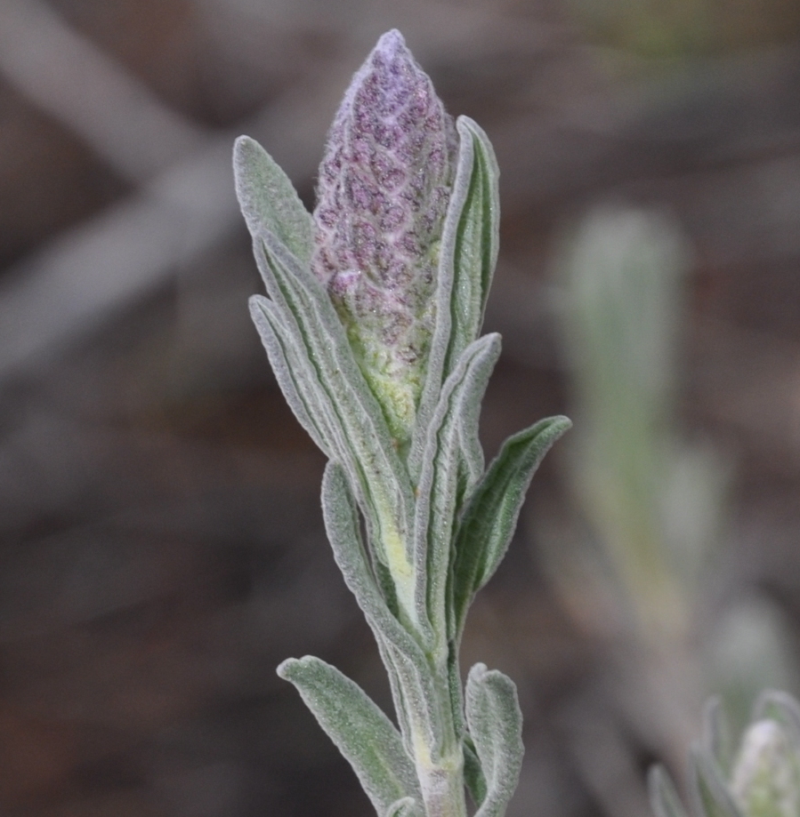 Изображение особи Lavandula stoechas.