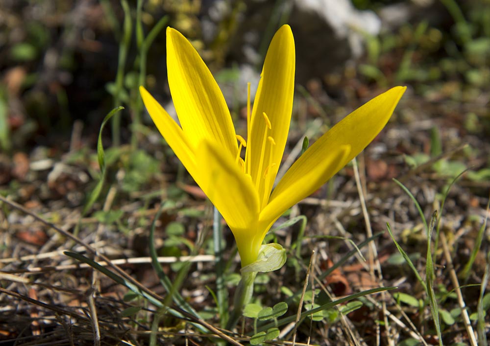 Image of Sternbergia lutea specimen.