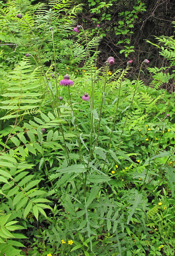 Изображение особи Cirsium schantarense.