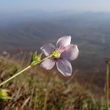 Linum tenuifolium. Цветок. Краснодарский край, Абинский р-н, хр. Грузинка, гора Шизе. 02.11.2013.