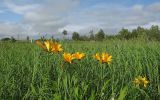 Hemerocallis esculenta