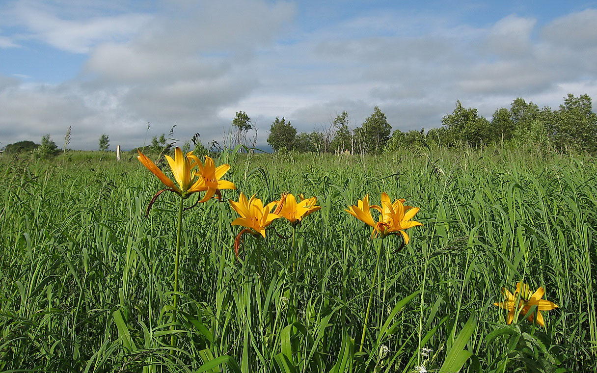 Image of Hemerocallis esculenta specimen.